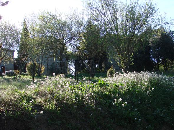 Ancien moulin  Arzens