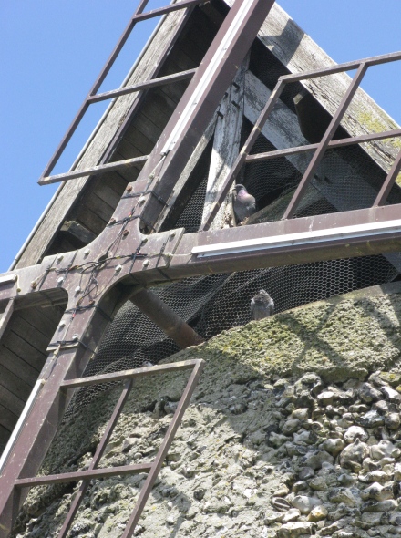 Les pigeons qui veillent sur le moulin