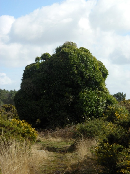 Moulin Pino