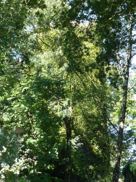 Moulin des Pierres Blanches - Nort sur Erdre