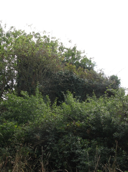 Moulin ruin du Petit Net - Sarzeau