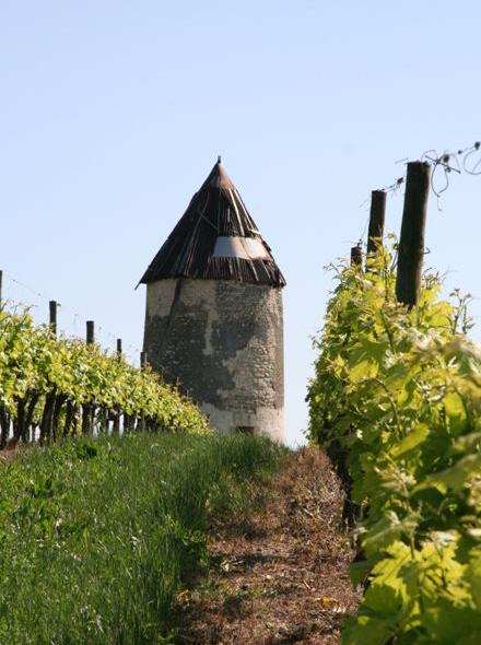 Moulin de Bapaille - Mortiers, dans les vignes