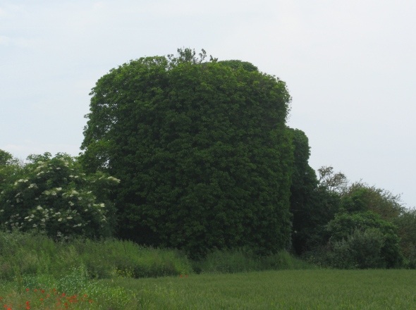 On devine la tour sous la v�g�tation