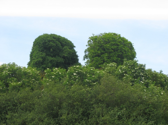 2 pans de murs sous les arbres